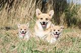 CORGI PEMBROKE 157